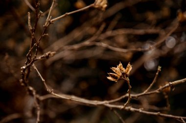 Kuru bitkilerle birlikte doğal kahverengi arkaplan. Boşluk ve metin alanını kopyala