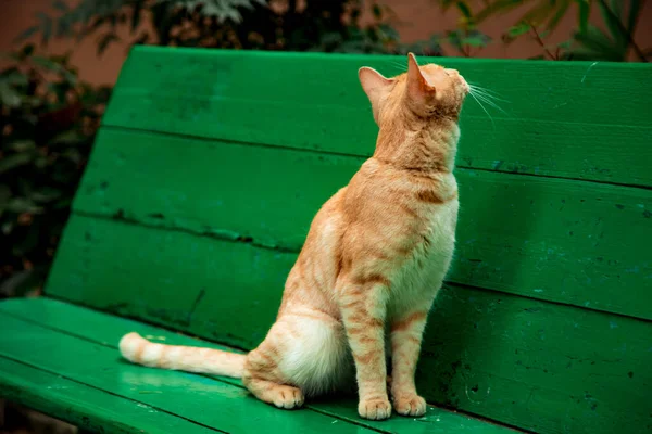 Röd Tamkatt Med Gröna Ögon Sittande Grön Träbänk Sommardag — Stockfoto