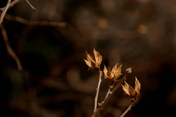 Fond Brun Naturel Avec Des Plantes Sèches Copier Espace Espace — Photo