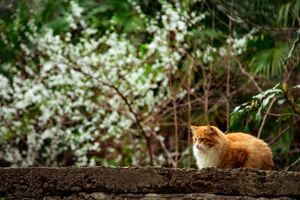 Vörös Belföldi Macska Utcán Fekszik Közel Egy Fához — Stock Fotó
