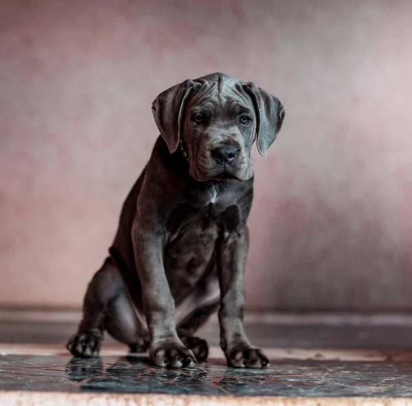 Klein Grijs Huiselijk Rasechte Pup Zittend Tegen Een Roze Muur — Stockfoto