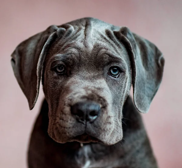 ピンク色の壁に座っている小さな灰色の国内の純血子犬 — ストック写真