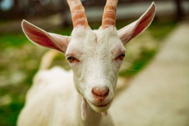 Çiftlik hayvanları, evin yakınındaki çiftlikte yürüyen beyaz keçi.