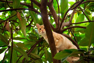 Kırmızı, yerli, komik kedi, yeşil yapraklı bir ağaçta oturuyor.