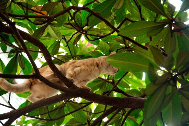 Kırmızı, yerli, komik kedi, yeşil yapraklı bir ağaçta oturuyor.
