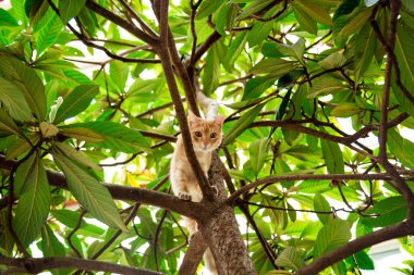 Kırmızı, yerli, komik kedi, yeşil yapraklı bir ağaçta oturuyor.