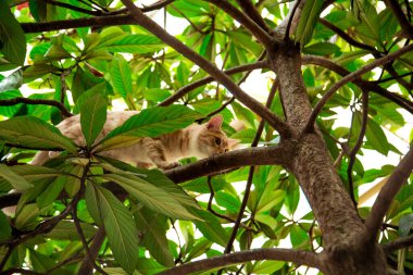 Kırmızı, yerli, komik kedi, yeşil yapraklı bir ağaçta oturuyor.
