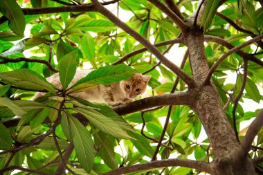 Kırmızı, yerli, komik kedi, yeşil yapraklı bir ağaçta oturuyor.