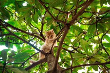 Kırmızı, yerli, komik kedi, yeşil yapraklı bir ağaçta oturuyor.