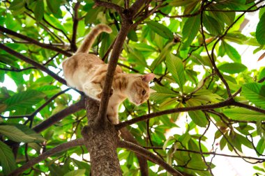 Kırmızı, yerli, komik kedi, yeşil yapraklı bir ağaçta oturuyor.