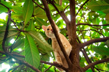 Kırmızı, yerli, komik kedi, yeşil yapraklı bir ağaçta oturuyor.