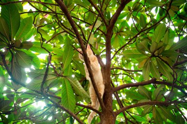 Kırmızı, yerli, komik kedi, yeşil yapraklı bir ağaçta oturuyor.
