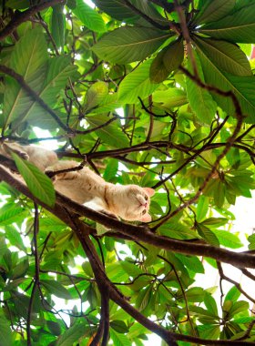 Kırmızı, yerli, komik kedi, yeşil yapraklı bir ağaçta oturuyor.