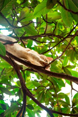 Kırmızı, yerli, komik kedi, yeşil yapraklı bir ağaçta oturuyor.