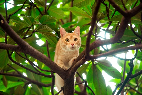 Piros, hazai, vicces macska, zöld levelű fán ül — Stock Fotó