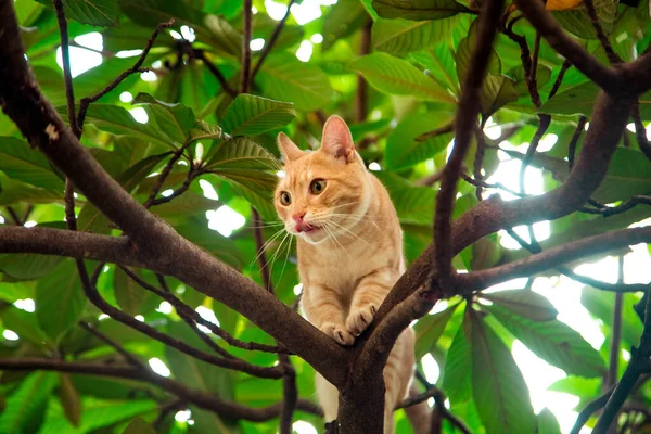 Röd, inhemsk, rolig katt, sitter på ett träd med gröna blad — Stockfoto