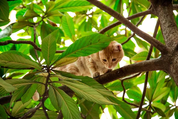 Röd, inhemsk, rolig katt, sitter på ett träd med gröna blad — Stockfoto