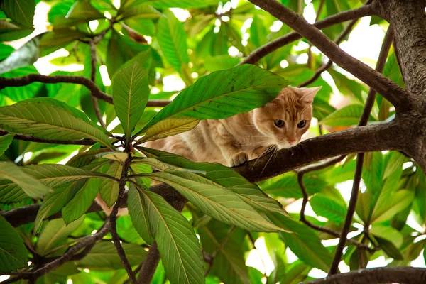 Piros, hazai, vicces macska, zöld levelű fán ül — Stock Fotó