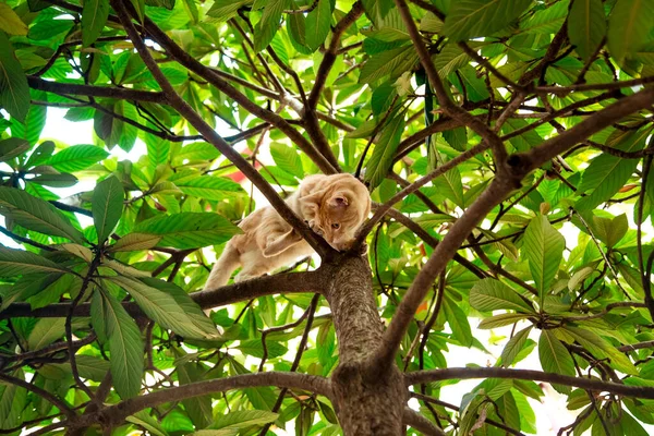 Рыжая, домашняя, смешная кошка, сидящая на дереве с зелеными листьями — стоковое фото