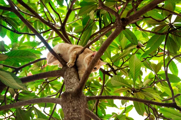 Kırmızı, yerli, komik kedi, yeşil yapraklı bir ağaçta oturuyor.