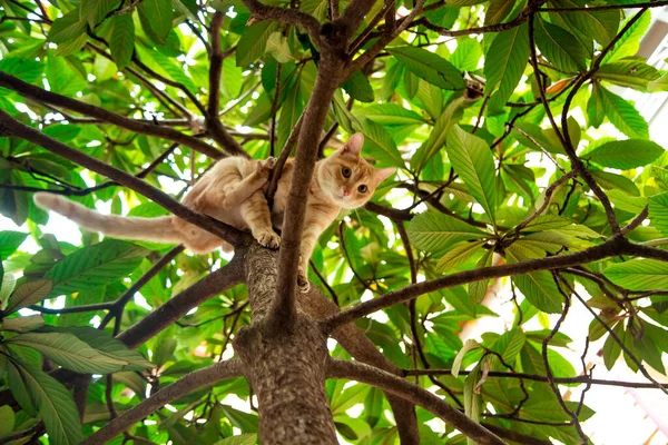 Röd, inhemsk, rolig katt, sitter på ett träd med gröna blad — Stockfoto