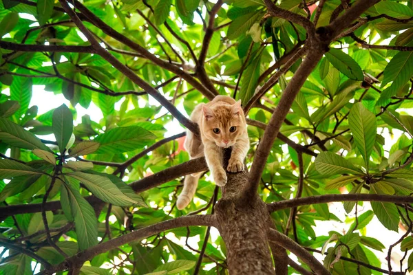 Rood, huiselijk, grappige kat, zittend op een boom met groene bladeren — Stockfoto