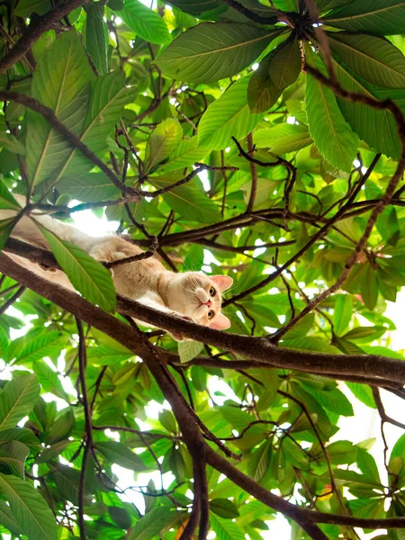 Rood, huiselijk, grappige kat, zittend op een boom met groene bladeren — Stockfoto