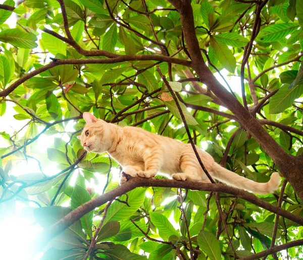 Röd, inhemsk, rolig katt, sitter på ett träd med gröna blad — Stockfoto