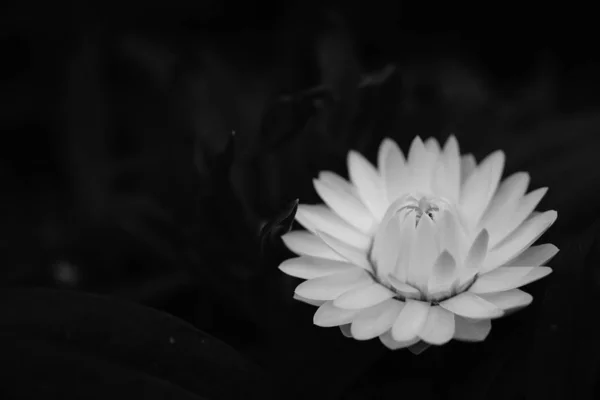 黑色背景的白莲 — 图库照片