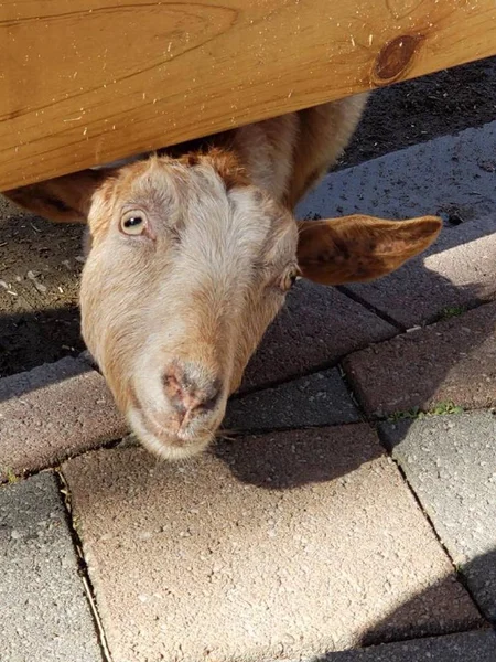 A goat says hello at Adelaide Zoo