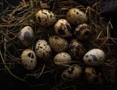 Křepelčí vejce v hnízdě slámy