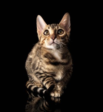 Siyah arka plan üzerine genç bengal purebred kedi portresi