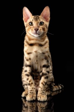Siyah arka plan üzerine genç bengal purebred kedi portresi