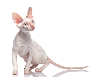 Safkan beyaz Cornish Rex kedi beyaz arka plan