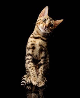 Siyah arka plan üzerine genç bengal purebred kedi portresi