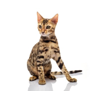 Beyaz arka plan üzerinde genç bengal purebred kedi portresi