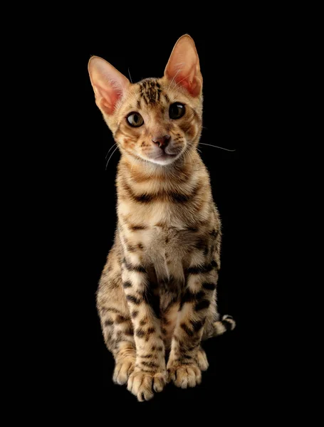 Retrato Gato Pura Raza Bengala Joven Sobre Fondo Negro —  Fotos de Stock