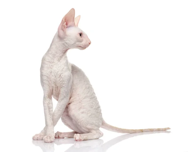 Telivér Fehér Cornish Rex Macska Fehér Háttér — Stock Fotó