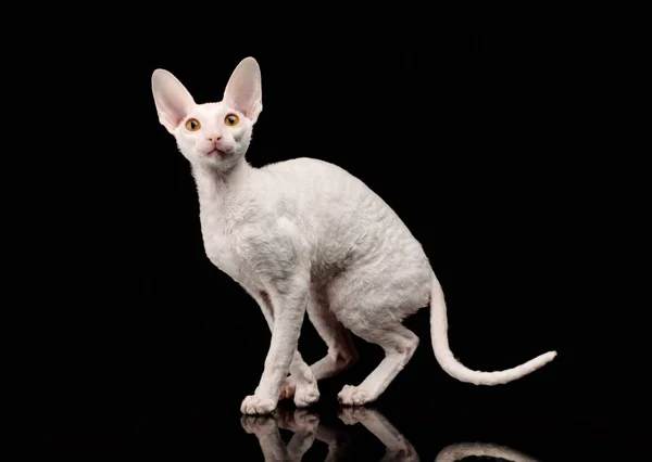 Pur Sang Blanc Cornish Rex Cat Sur Fond Noir — Photo