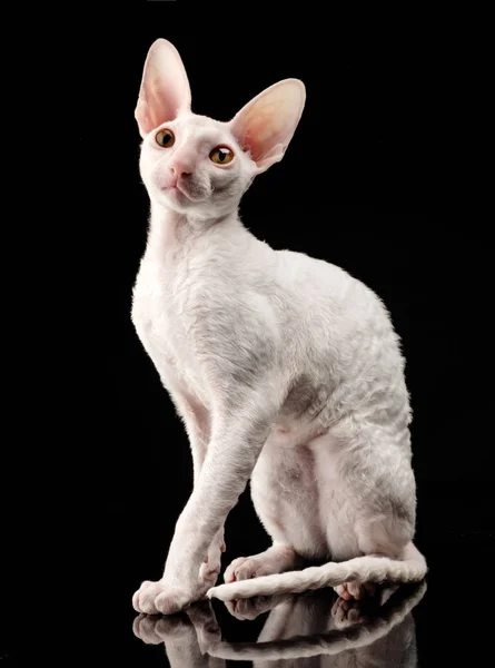 黒い背景にサラブレッド白コーニッシュ レックス猫 — ストック写真