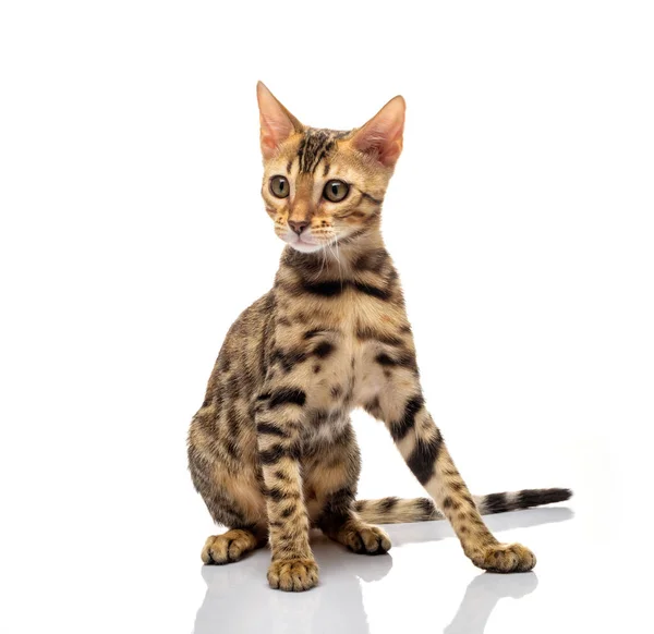 Portrait Young Bengal Purebred Cat White Background — Stock Photo, Image