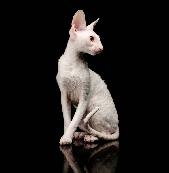 純血種の白コーニッシュ レックス猫黒背景 — ストック写真