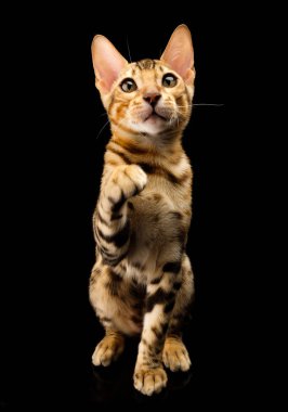 Siyah arka plan üzerine genç bengal purebred kedi portresi