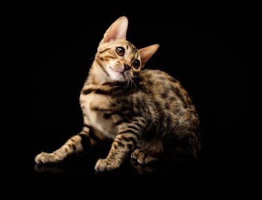 Siyah arka plan üzerine genç bengal purebred kedi portresi