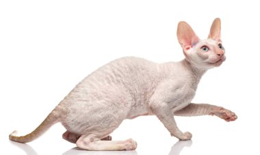 Safkan beyaz Cornish Rex kedi beyaz arka plan üzerinde