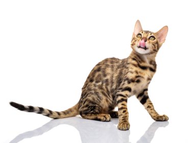 Beyaz arka plan üzerinde genç bengal purebred kedi portresi