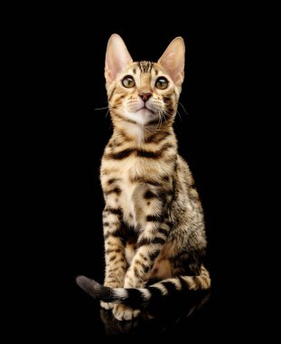 Siyah arka plan üzerine genç bengal purebred kedi portresi