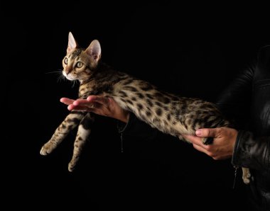 Safkan Bengal kedi Kadınlar Elele