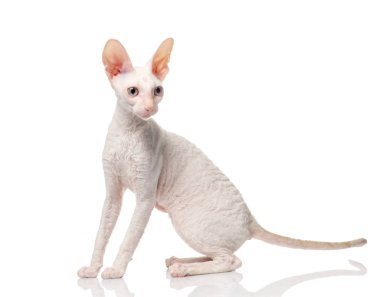 Safkan beyaz Cornish Rex kedi beyaz arka plan üzerinde