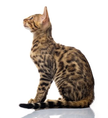 Beyaz arka plan üzerinde genç bengal purebred kedi portresi